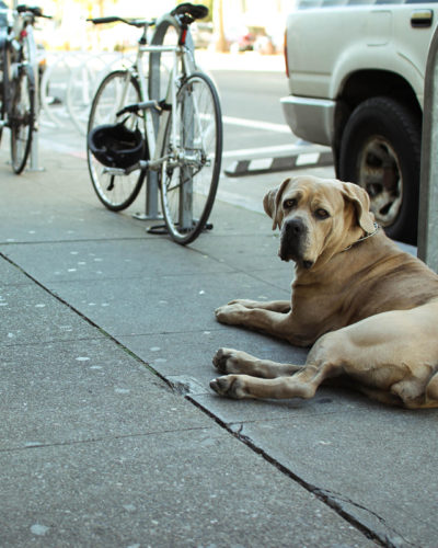 Photo of dog on sidewalk