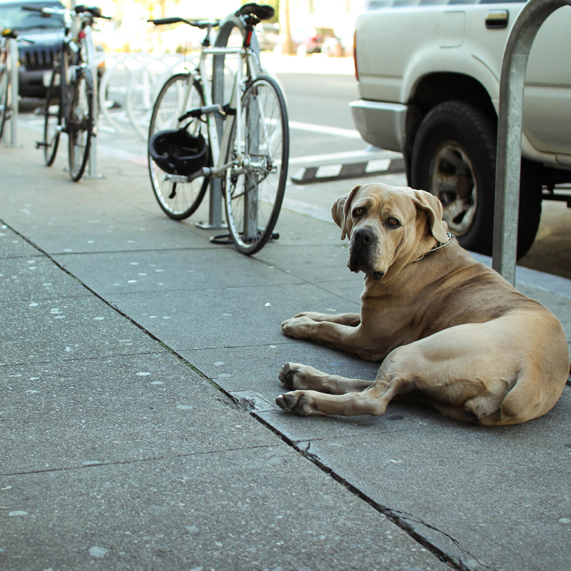Photo of dog on sidewalk